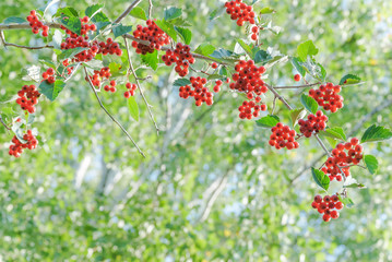 Obraz premium Summer background with red hawthorn berries