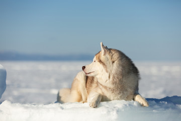 Gorgeous and happy Siberian husky dog lying on ice floe and snow on the frozen sea background.