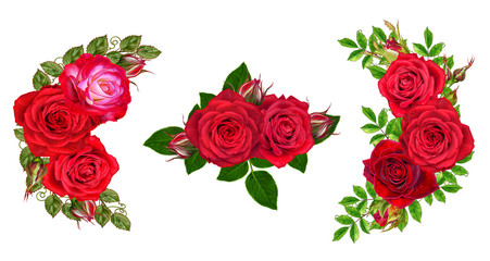  Amazing roses isolatet on white background