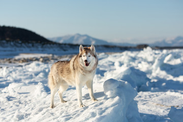 Free, beautiful and wise Siberian husky dog standing on ice floe and snow on the frozen sea and mountains background.