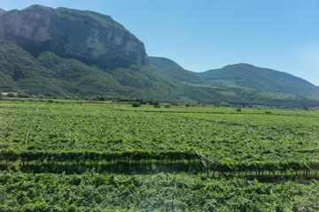 Fototapeta na wymiar Italy, train from Bolzano to Venice, a large green field with a mountain in the background wineyard