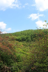 初夏の横根高原（ロッジから象の鼻への遊歩道）