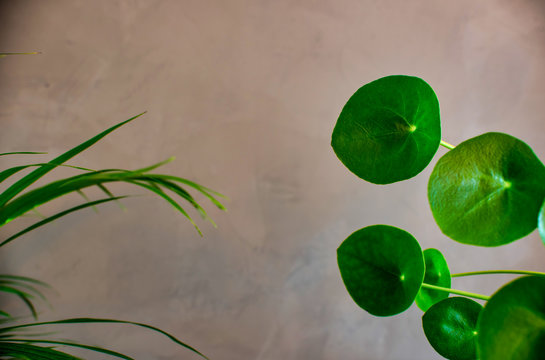 Interior plant design