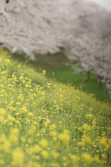 桜　菜の花　ちょうちょ