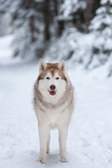 Beautiful and happy beige and white dog breed siberian husky standing on the snow in the fairy forest in winter