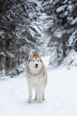 Cute and happy beige and white dog breed siberian husky standing on the snow in the fairy forest in winter