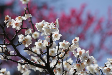 梅の花