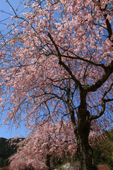 青空　桜　満開