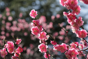 梅の花