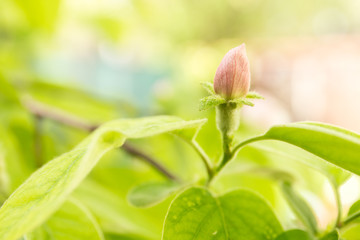Quince bud. Cydonia Oblonga soft pink flowers. Spring tree fruit blossoming.