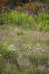 井戸湿原のヤマドリゼンマイとワタスゲ