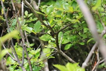 横根高原のエゾハルゼミ