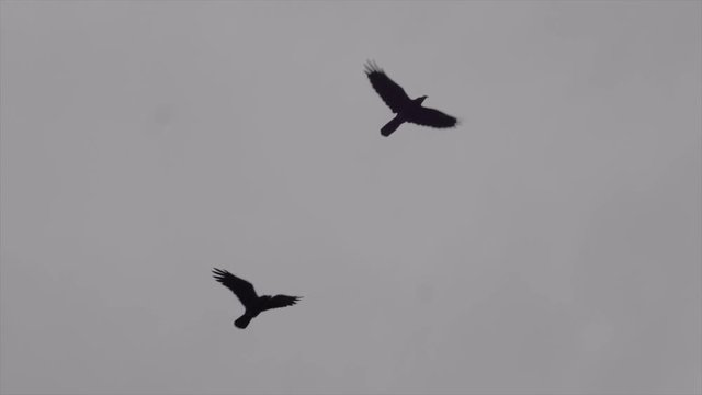 Two dark silhouette ravens in flight together against overcast gray cloudy sky.