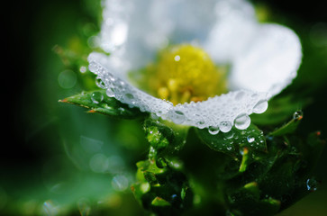 Flower of strawberry in raindrops on a green background