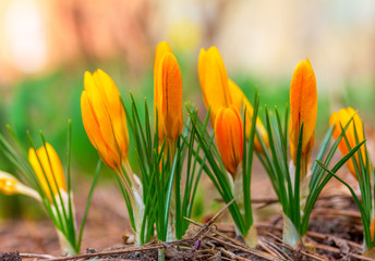 yellow buds of beautiful spring flowers Crocus closeup spring morning, soft focus