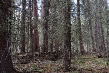 Dense forest in the Rocky Mountains