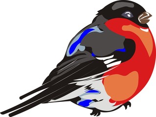 red-breasted bullfinch