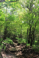 横根高原の遊歩道