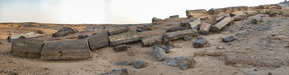 Fossil tree trunk broken into pieces in the scree desert in Sudan, Arfica