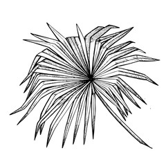 Tropical leaves illustrations. Palm leaves. Graphic illustration.
