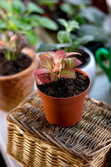 Nice fittonia house plant in a flower pot.