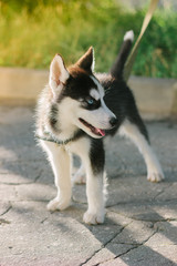 Little husky puppy staying on the road