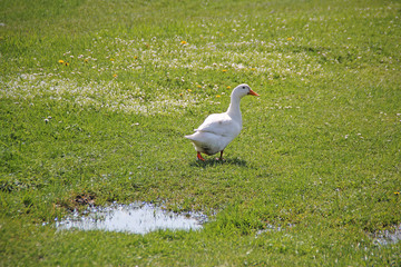 Large white duck is walking on the green lawn. Poultry on a farm in the village. Waterfowl birds