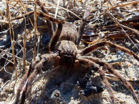 Australian Spider Images – Browse 53 Stock Photos, Vectors, and Video