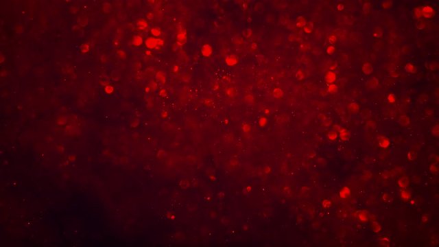 Abstract dark crimson red sparkly particle background with shiny bokeh lights LOOP.