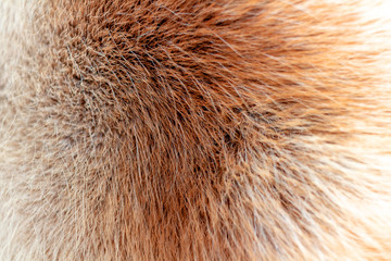 Reindeer fur background texture. Natural material pattern.