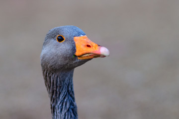 Goose head a close up image with an orange bill