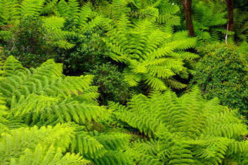 green fern dream