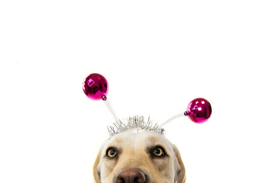 CLOSE-UP FUNNY DOG PARTY. BIRTHDAY, CARNIVAL OR NEW YEAR. LABRADOR WITH A HEADBAND O DIADEM WITH PINK DISCO BALL BOPPERS LIKE A ALIEN. ISOLATED SHOT AGAINST WHITE BACKGROUND.
