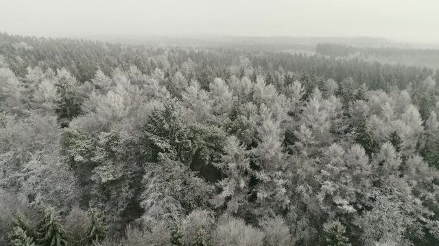Big forest covered in snow and ice. Flying over a frosty forest in south Germany in winter season.