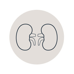 Icono plano lineal riñones en círculo color gris
