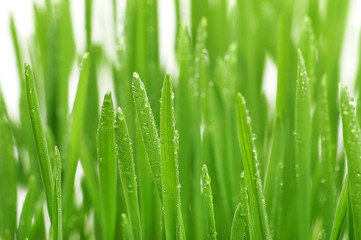 Fototapeta premium Green grass with dew drops sprouted from the wheat grains with roots on a white background