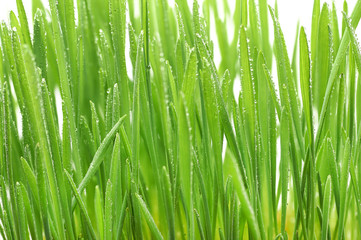 Naklejka na ściany i meble Green grass with dew drops sprouted from the wheat grains with roots on a white background