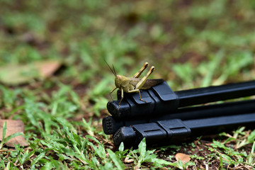 brown wooded grasshopper