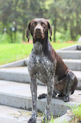 German Shorthaired Pointer with panting tongue .kurzhaar.