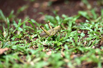 brown wooded grasshopper