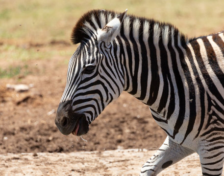 zebra face
