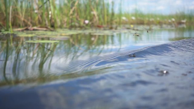 Slomo from a Small Boat in Okavango Delta, with Dragonflies Flyng, during Sunny Weather