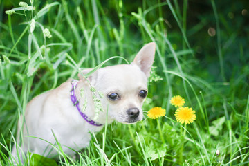 white chihuahua on the background of green grass in the spring park