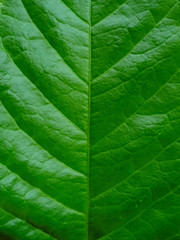 closeup of green leaf, leaf pattern for background and wallpaper