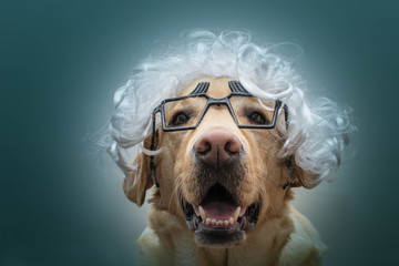 Un perro con gafas y peluca