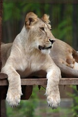 Obraz na płótnie Canvas Lion in Felsolajos Zoo