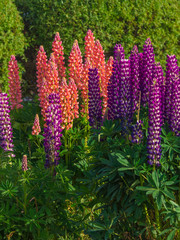Diferent lupinus flowers and colours in Ushuaia