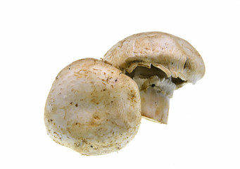 fresh mushroom isolated on white background