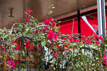  Red flowers on the balcony