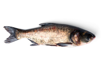 Fresh silver carp fish isolated on white background.